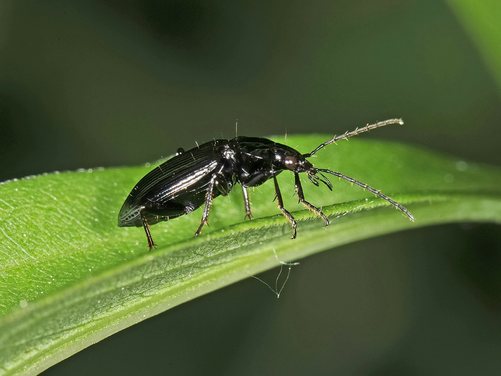Agonum cfr. viduum - (Carabidae)